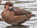 Red-crested Pochard x (Ferruginous Duck x Greater Scaup) trigen